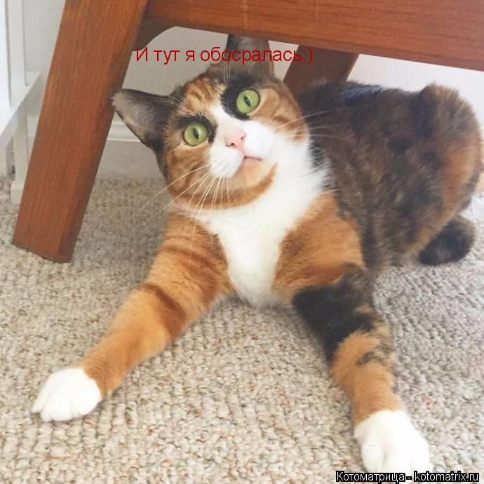 Котоматрица: И тут я обосралась:)