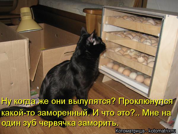 Котоматрица: Ну когда же они вылупятся? Проклюнулся один зуб червячка заморить. какой-то заморенный. И что это?.. Мне на
