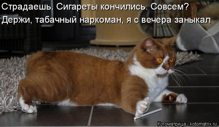Котоматрица: Держи, табачный наркоман, я с вечера заныкал  Страдаешь. Сигареты кончились. Совсем?