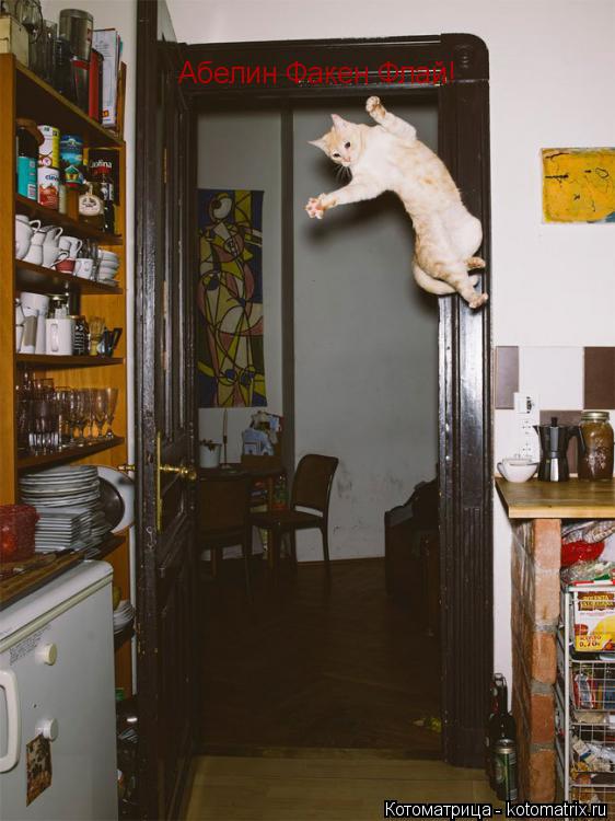 Котоматрица: Абелин Факен Флай!