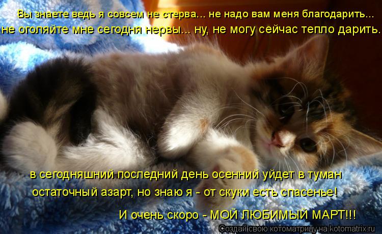 Котоматрица: Вы знаете ведь я совсем не стерва... не надо вам меня благодарить... не оголяйте мне сегодня нервы... ну, не могу сейчас тепло дарить... в сегодня