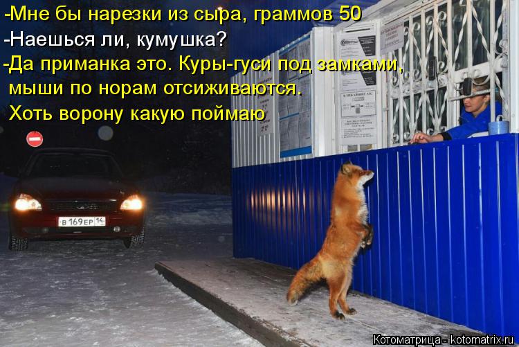 Котоматрица: -Мне бы нарезки из сыра, граммов 50  -Наешься ли, кумушка? -Да приманка это. Куры-гуси под замками, мыши по норам отсиживаются. Хоть ворону какую