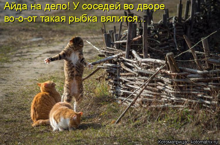 Котоматрица: Айда на дело! У соседей во дворе во-о-от такая рыбка вялится...