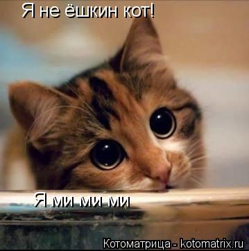 Котоматрица: Я не ёшкин кот! Я ми ми ми