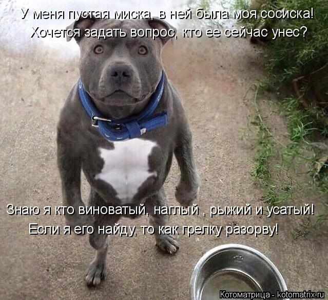 Котоматрица: У меня пустая миска, в ней была моя сосиска! Хочется задать вопрос, кто ее сейчас унес? Если я его найду, то как грелку разорву! Знаю я кто вино