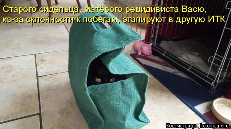 Котоматрица: из-за склонности к побегам, этапируют в другую ИТК Старого сидельца, матёрого рецидивиста Васю,