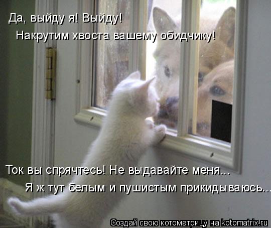 Котоматрица: Да, выйду я! Выйду!  Накрутим хвоста вашему обидчику! Ток вы спрячтесь! Не выдавайте меня... Я ж тут белым и пушистым прикидываюсь...