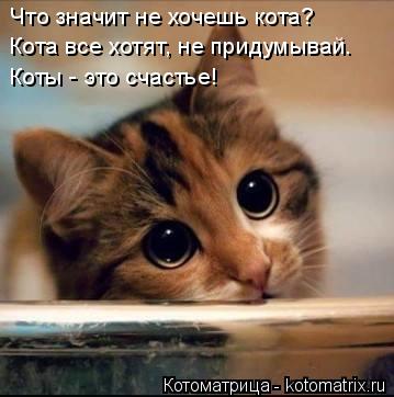 Котоматрица: Что значит не хочешь кота? Кота все хотят, не придумывай. Коты - это счастье!