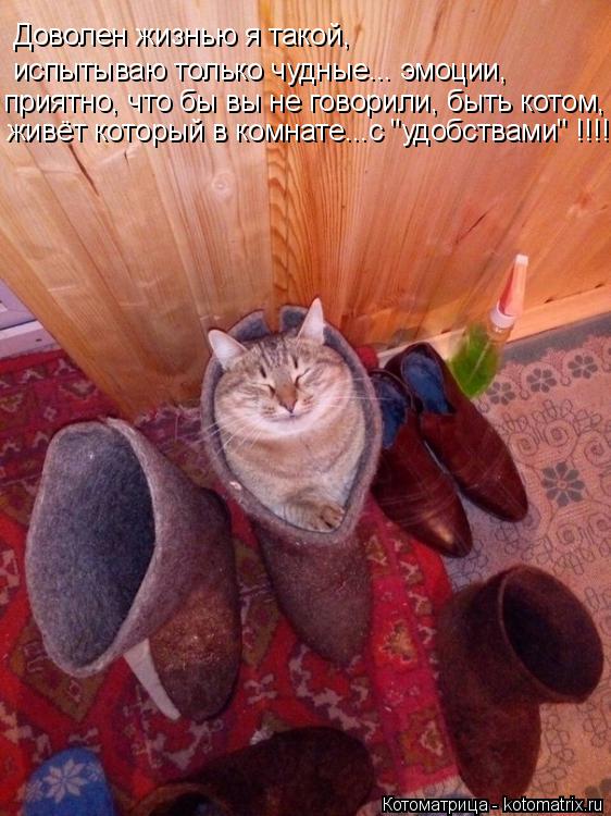 Котоматрица: Доволен жизнью я такой, испытываю только чудные... эмоции, приятно, что бы вы не говорили, быть котом, живёт который в комнате...с "удобствами" !