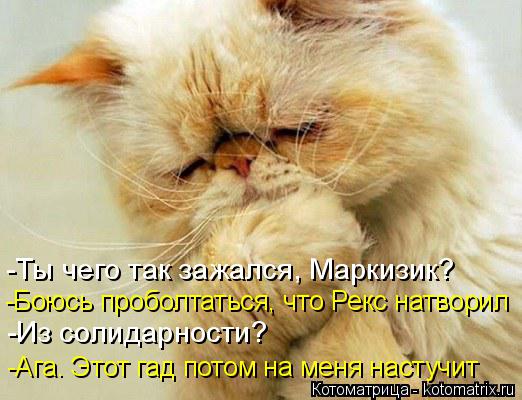 Котоматрица: -Ты чего так зажался, Маркизик? -Боюсь проболтаться, что Рекс натворил -Из солидарности? -Ага. Этот гад потом на меня настучит
