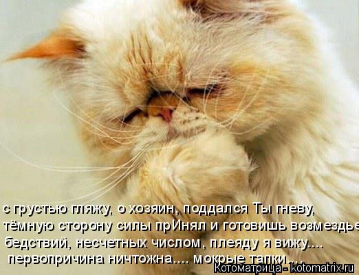 Котоматрица: с грустью гляжу, о хозяин, поддался Ты гневу, тёмную сторону силы прИнял и готовишь возмездье, бедствий, несчетных числом, плеяду я вижу.... пе