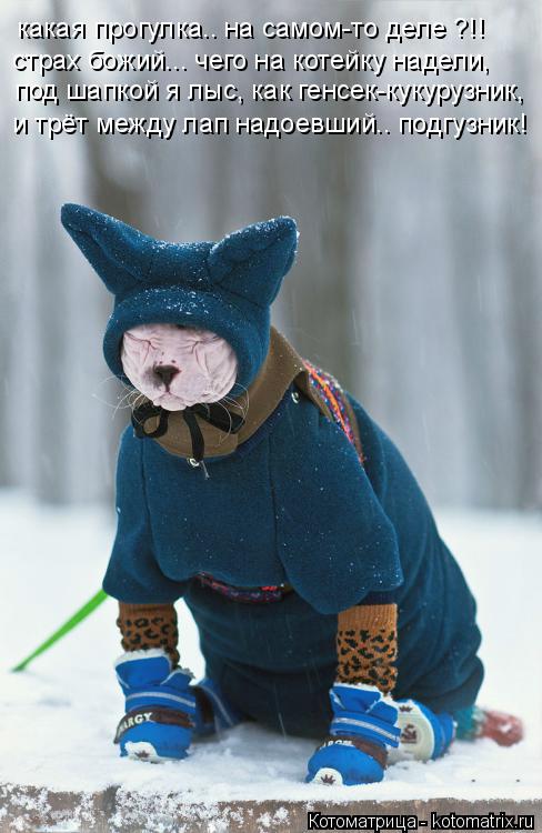 Котоматрица: под шапкой я лыс, как генсек-кукурузник, и трёт между лап надоевший.. подгузник! какая прогулка.. на самом-то деле ?!! страх божий... чего на коте