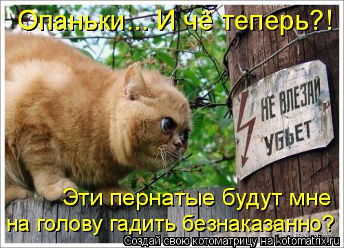 Котоматрица: Опаньки... И чё теперь?! Эти пернатые будут мне на голову гадить безнаказанно?
