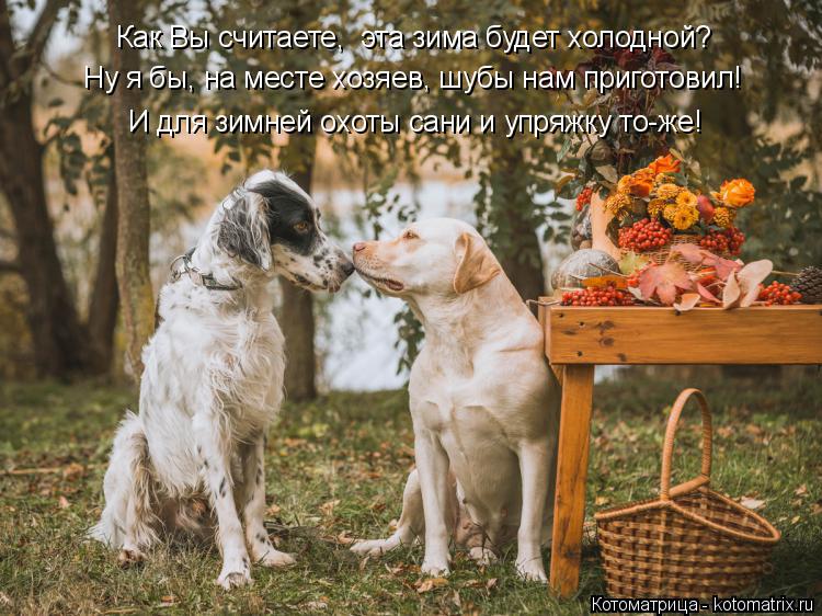 Котоматрица: Как Вы считаете,  эта зима будет холодной? Ну я бы, на месте хозяев, шубы нам приготовил! И для зимней охоты сани и упряжку то-же!