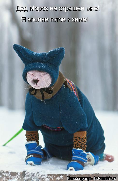 Котоматрица: Дед Мороз не страшен мне! Я вполне готов к зиме!