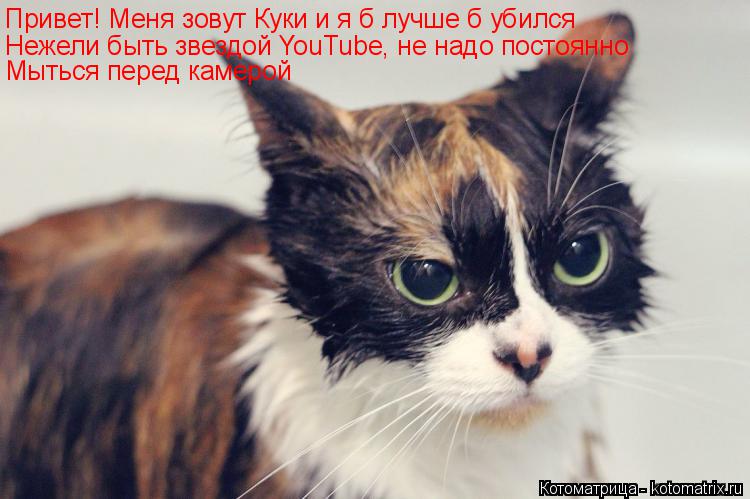 Котоматрица: Привет! Меня зовут Куки и я б лучше б убился Нежели быть звездой YouTube, не надо постоянно Мыться перед камерой