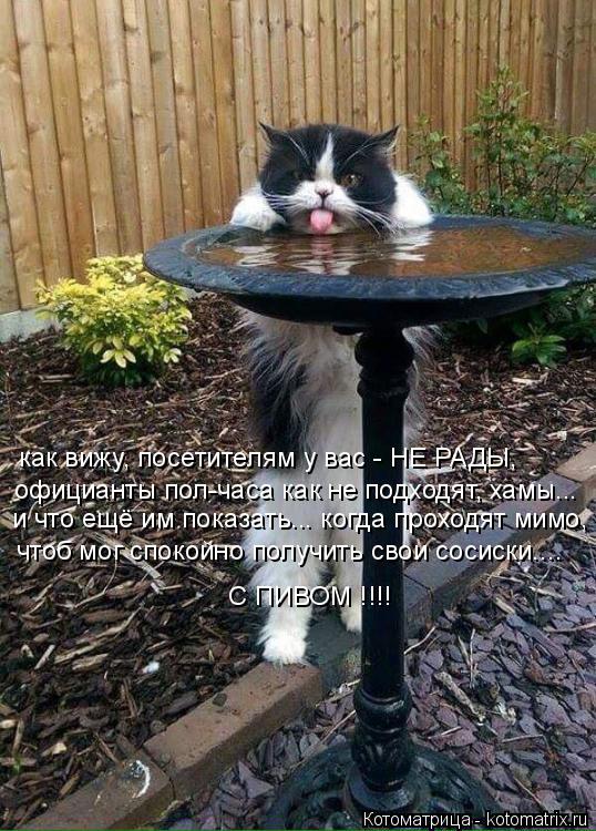 Котоматрица: официанты пол-часа как не подходят, хамы... и что ещё им показать... когда проходят мимо, чтоб мог спокойно получить свои сосиски.... С ПИВОМ !!!! 