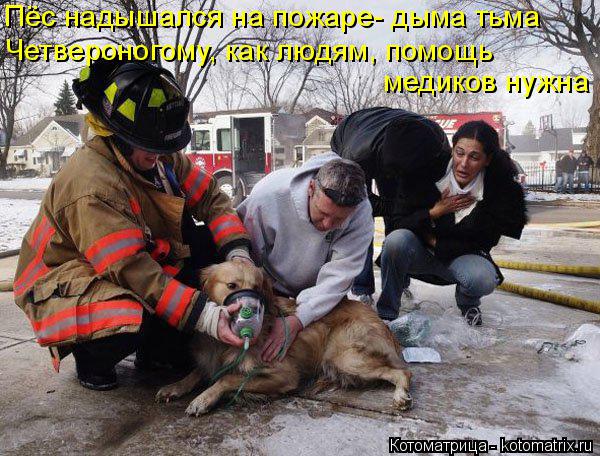 Котоматрица: Пёс надышался на пожаре- дыма тьма Четвероногому, как людям, помощь медиков нужна