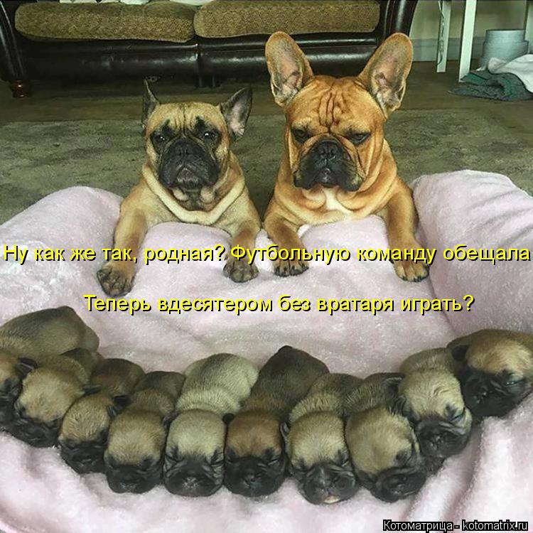 Котоматрица: Ну как же так, родная? Футбольную команду обещала Теперь вдесятером без вратаря играть?