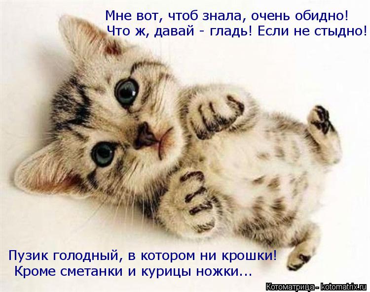 Котоматрица: Мне вот, чтоб знала, очень обидно! Что ж, давай - гладь! Если не стыдно! Пузик голодный, в котором ни крошки! Кроме сметанки и курицы ножки...