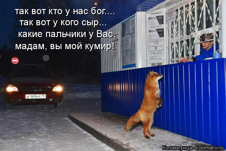 Котоматрица: так вот кто у нас бог.... так вот у кого сыр... какие пальчики у Вас, мадам, вы мой кумир!