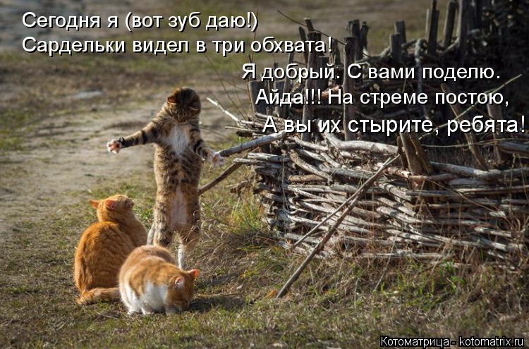 Котоматрица: Сегодня я (вот зуб даю!) Сардельки видел в три обхвата! Я добрый. С вами поделю. Айда!!! На стреме постою, А вы их стырите, ребята!