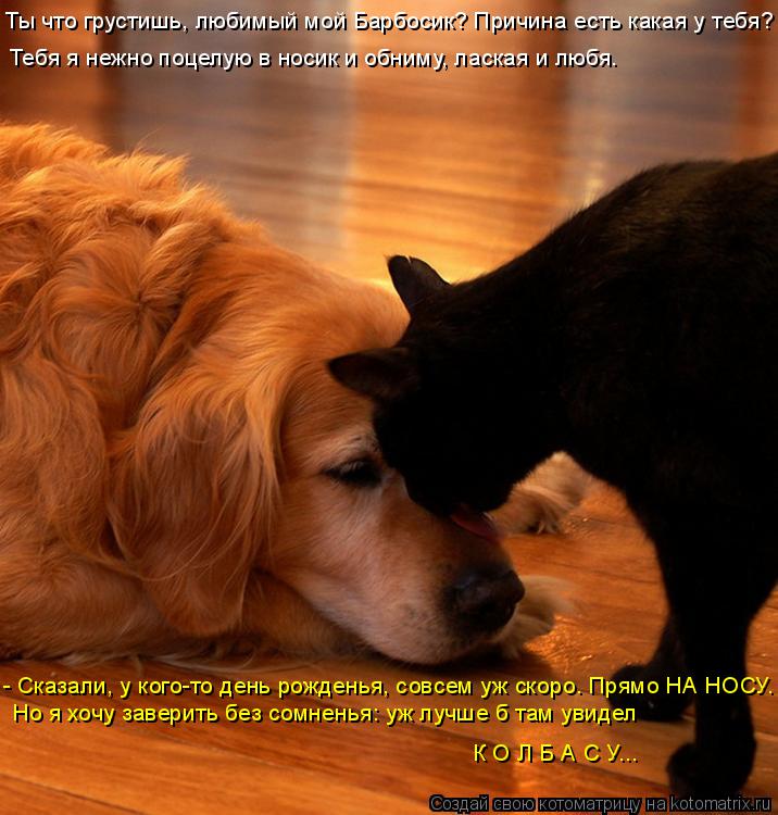 Котоматрица: Ты что грустишь, любимый мой Барбосик? Причина есть какая у тебя? Тебя я нежно поцелую в носик и обниму, лаская и любя. Но я хочу заверить без 