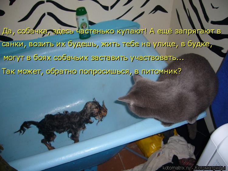 Да, собачка, здесь частенько купают! А ещё запрягают в санки, возить их будешь, жить тебе на улице, ... Котоматрица: Да, собачка, здесь частенько купают! А ещё запрягают в санки, возить их будешь, жить тебе на улице, в будке, могут в боях собачьих заставить у