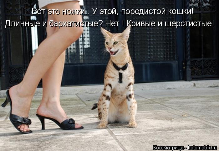 Котоматрица: Длинные и бархатистые? Нет ! Кривые и шерстистые! Вот это ножки.. У этой, породистой кошки!