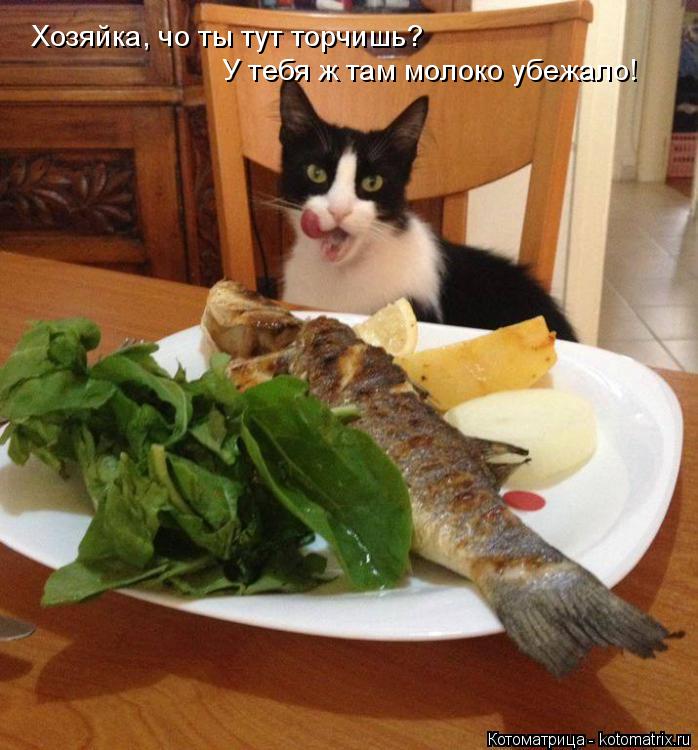 Котоматрица: Хозяйка, чо ты тут торчишь?  У тебя ж там молоко убежало!