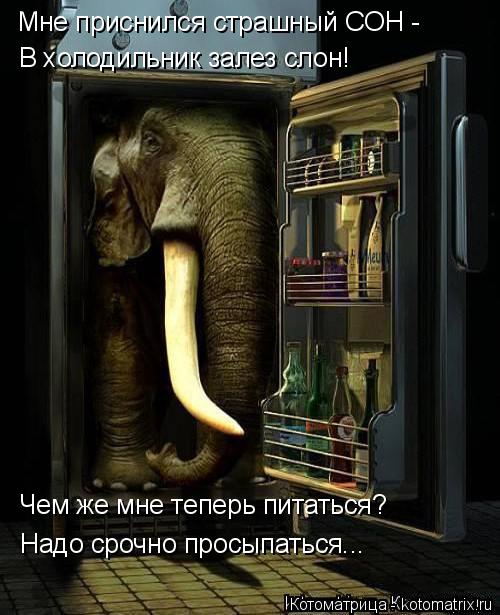 Котоматрица: Мне приснился страшный СОН - В холодильник залез слон! Чем же мне теперь питаться? Надо срочно просыпаться...