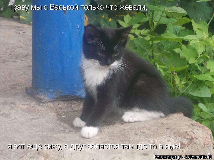 Котоматрица: Траву мы с Васькой только что жевали,  я вот ещё сижу, а друг валяется там где то в яме!