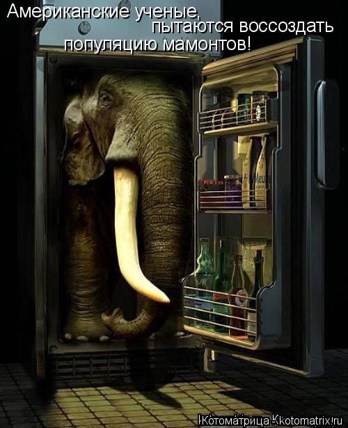 Котоматрица: Американские ученые, пытаются воссоздать популяцию мамонтов!