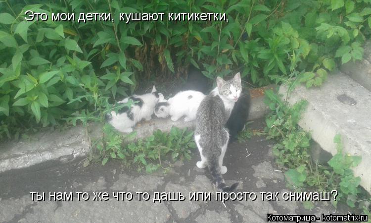 Котоматрица: Это мои детки, кушают китикетки,   ты нам то же что то дашь или просто так снимаш?