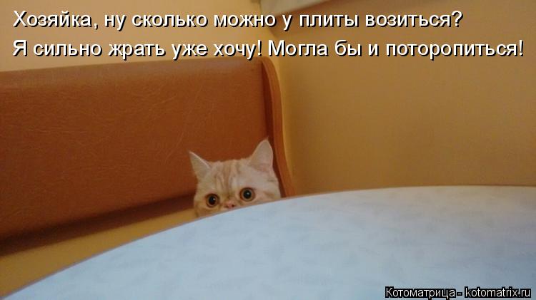 Котоматрица: Хозяйка, ну сколько можно у плиты возиться? Я сильно жрать уже хочу! Могла бы и поторопиться!