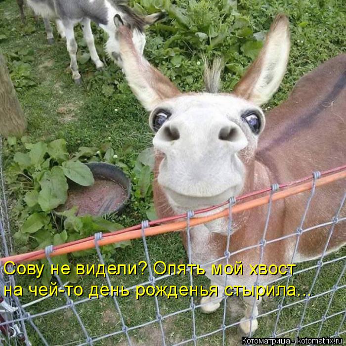 Котоматрица: Сову не видели? Опять мой хвост на чей-то день рожденья стырила...