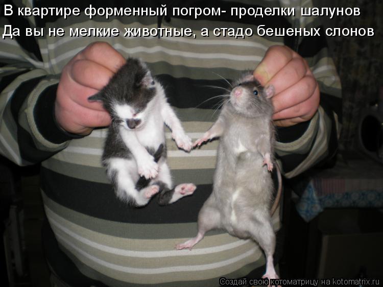 Котоматрица: В квартире форменный погром- проделки шалунов Да вы не мелкие животные, а стадо бешеных слонов