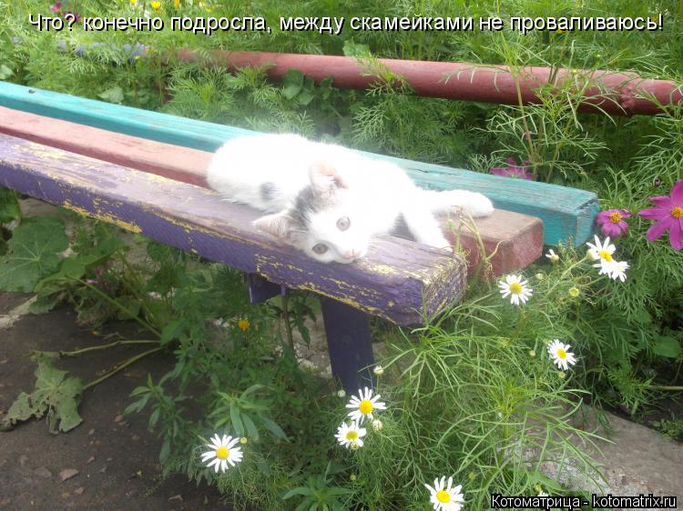 Котоматрица: Что? конечно подросла, между скамейками не проваливаюсь!
