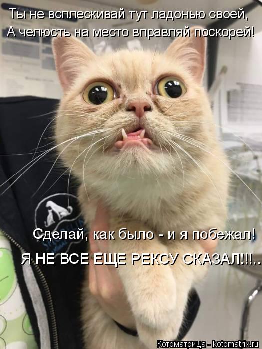 Котоматрица: А челюсть на место вправляй поскорей! Ты не всплескивай тут ладонью своей, Сделай, как было - и я побежал! Я НЕ ВСЕ ЕЩЕ РЕКСУ СКАЗАЛ!!!....