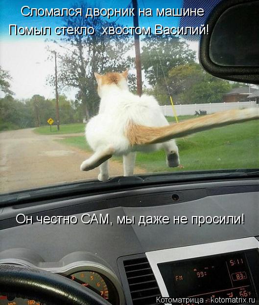 Котоматрица: Сломался дворник на машине Помыл стекло  хвостом Василий! Он честно САМ, мы даже не просили!