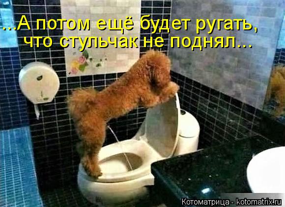 Котоматрица: ...А потом ещё будет ругать, что стульчак не поднял...