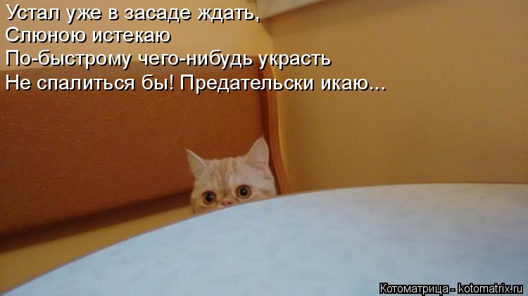 Котоматрица: Устал уже в засаде ждать, Слюною истекаю По-быстрому чего-нибудь украсть Не спалиться бы! Предательски икаю...