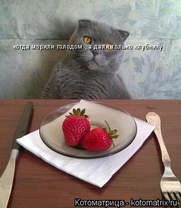 Котоматрица: когда морили голодом , а дали только клубнику