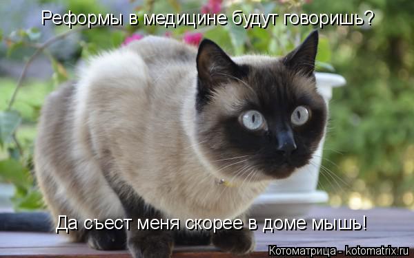 Котоматрица: Реформы в медицине будут говоришь? Да съест меня скорее в доме мышь!