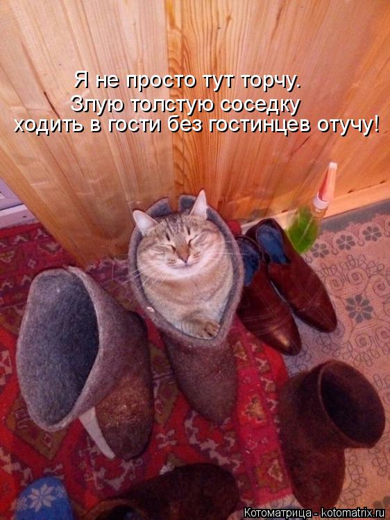 Котоматрица: Я не просто тут торчу. Злую толстую соседку ходить в гости без гостинцев отучу!