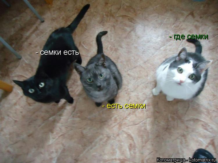 Котоматрица: - семки есть - есть семки - где семки