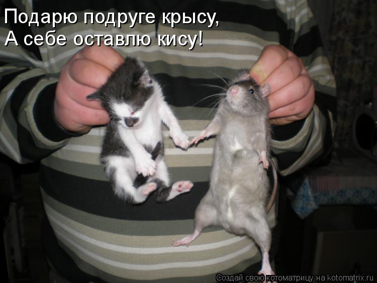 Котоматрица: Подарю подруге крысу, А себе оставлю кису!