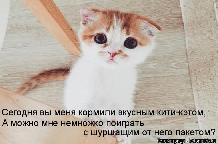 Котоматрица: Сегодня вы меня кормили вкусным кити-кэтом, А можно мне немножко поиграть с шуршащим от него пакетом?