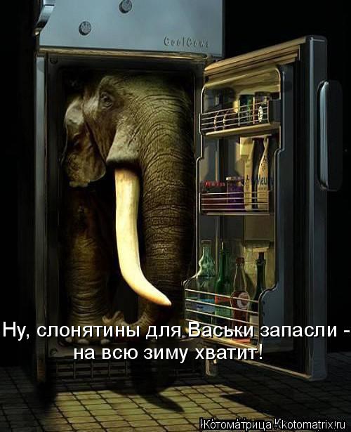 Котоматрица: Ну, слонятины для Васьки запасли - на всю зиму хватит!