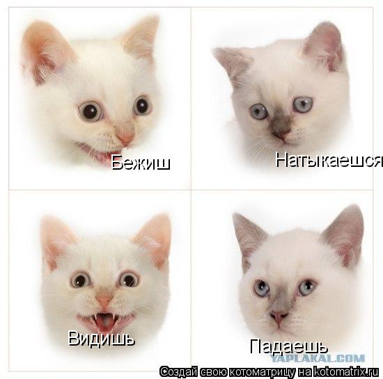 Котоматрица: Бежиш  Натыкаешся  Натыкаешся Видишь  Падаешь